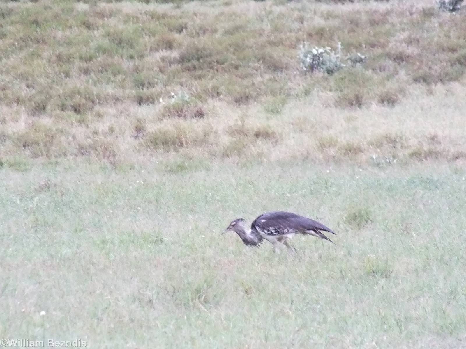 Kori Bustard - Hell's Gate National Park
