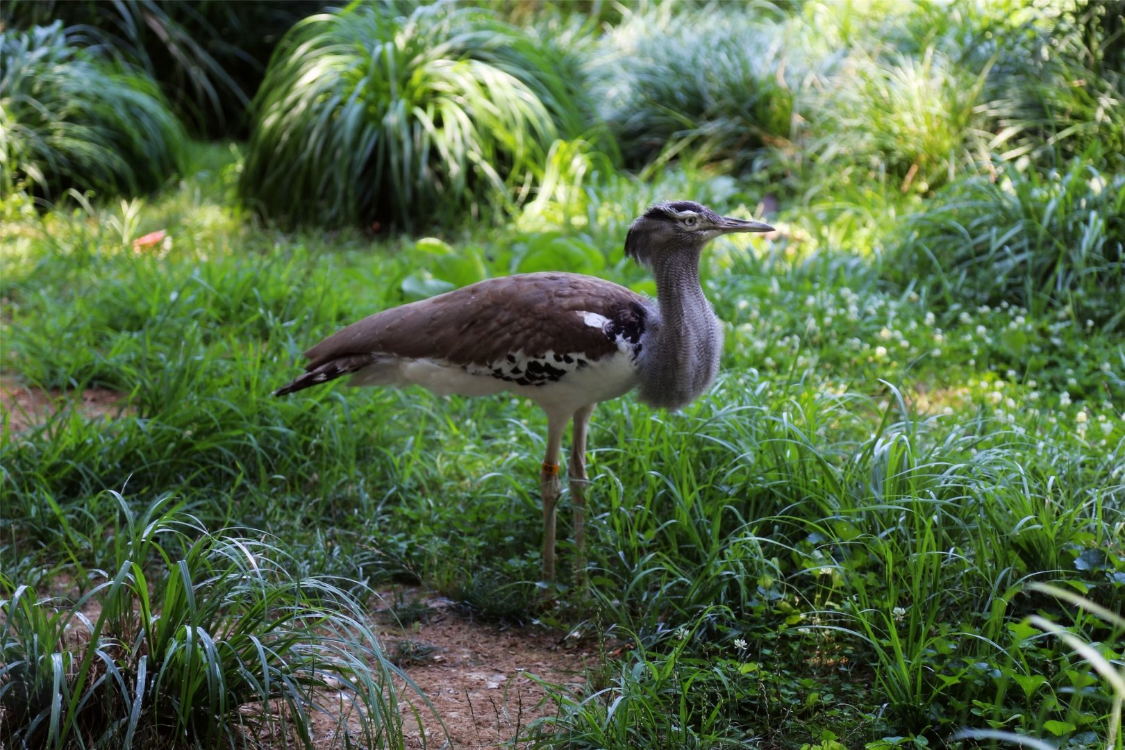 Kori Bustard, July 2016