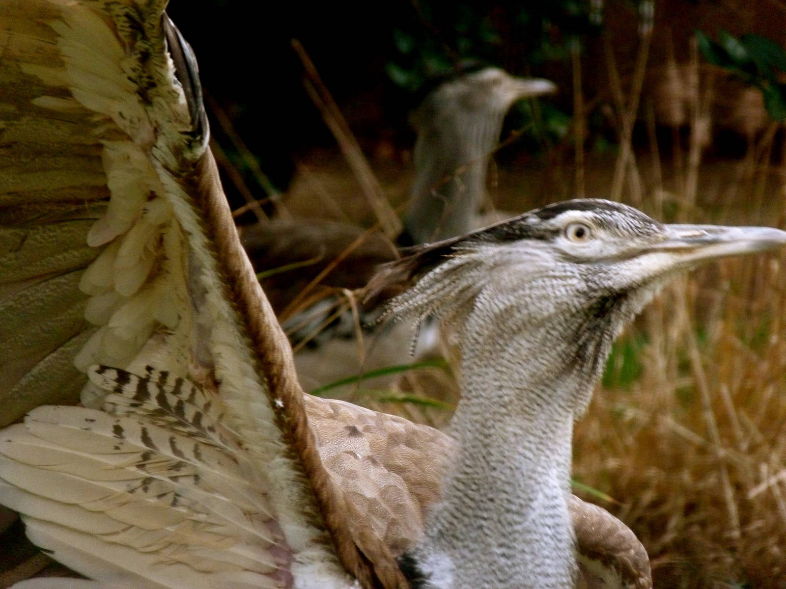 Kori Bustard, Outdoor Bird Exhibit