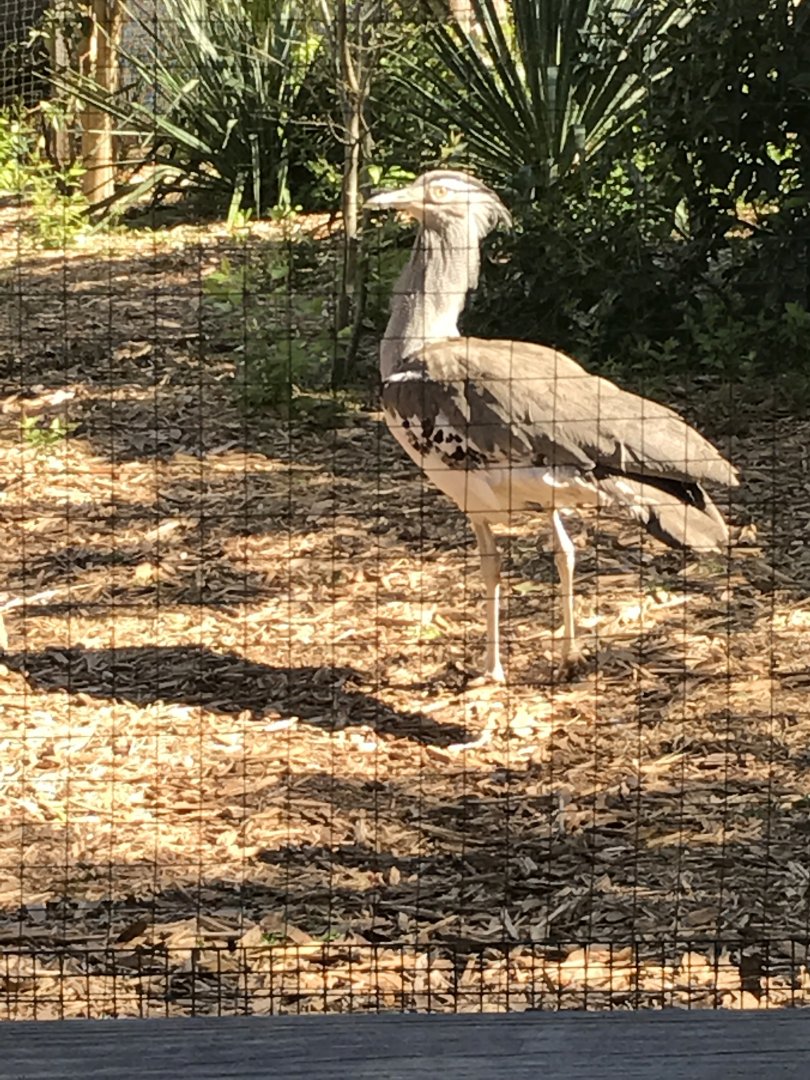 Kori bustard: Tuza