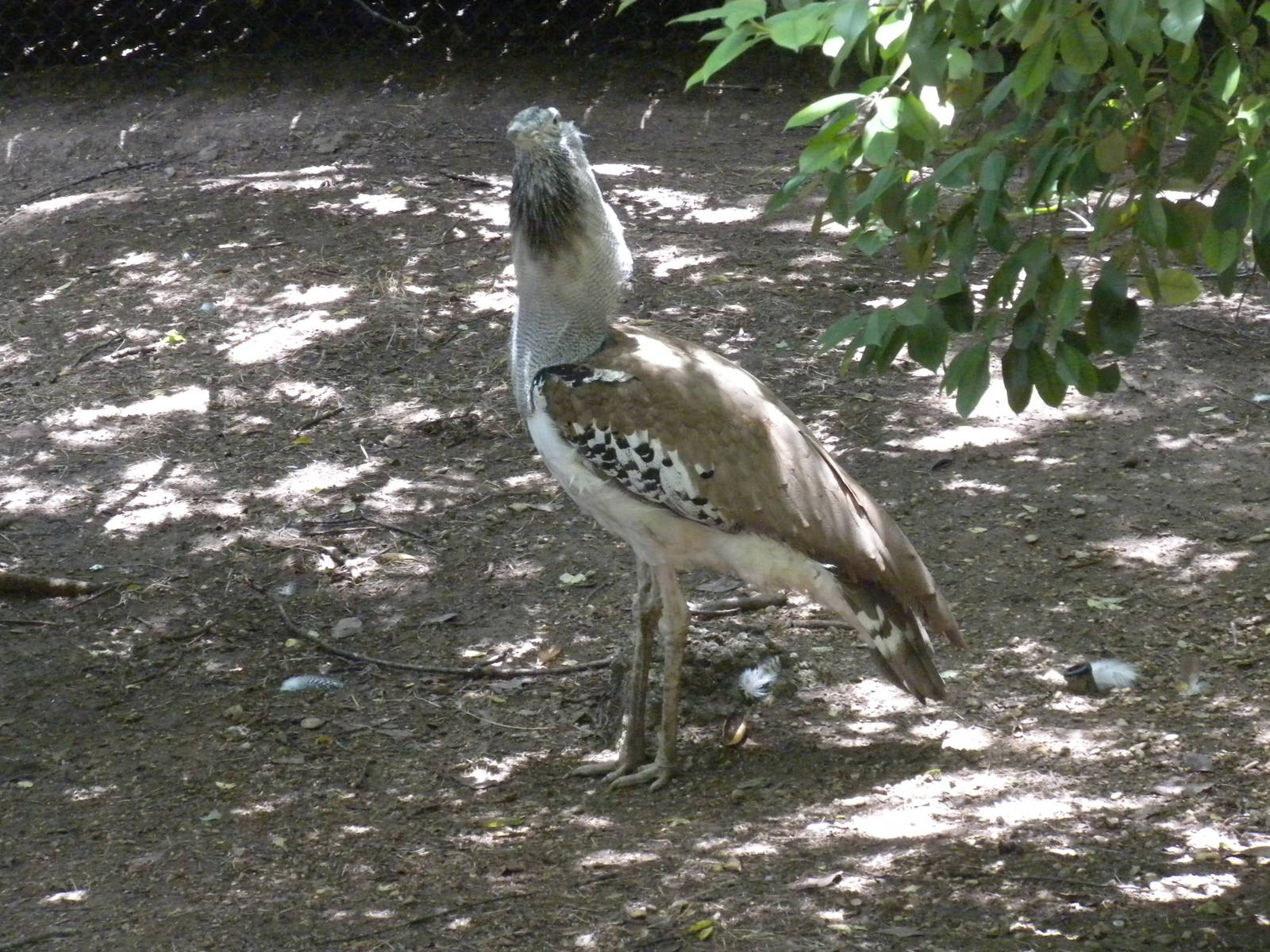 Kori Bustard