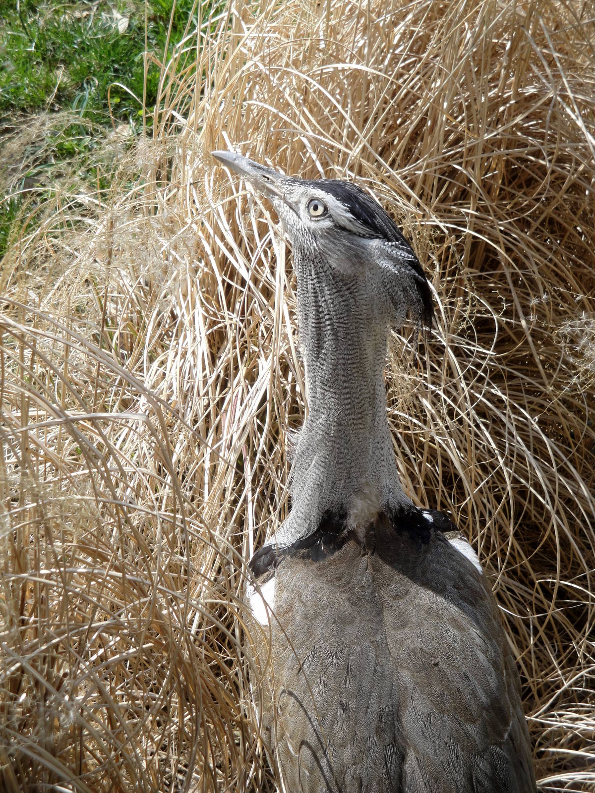 Kori Bustard