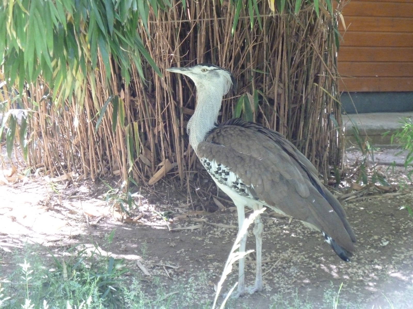 Kori Bustard