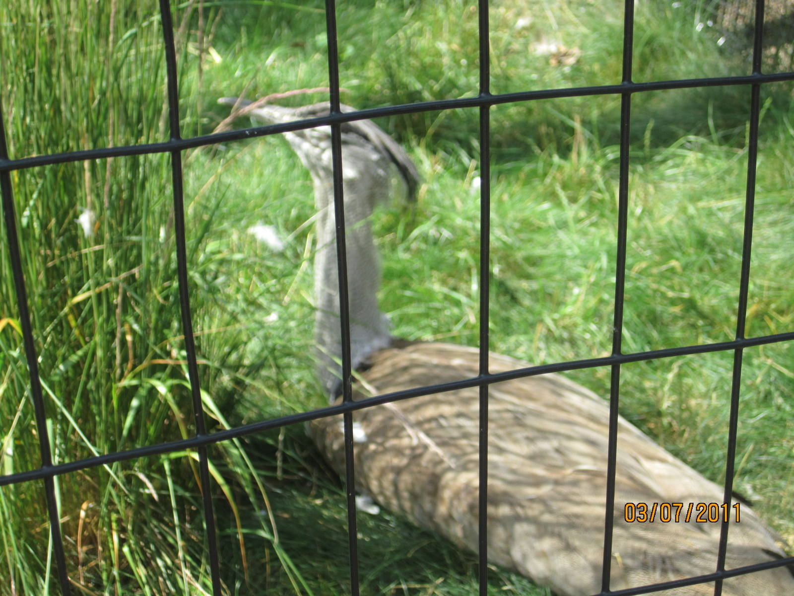 kori bustard