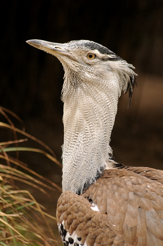 Kori bustard