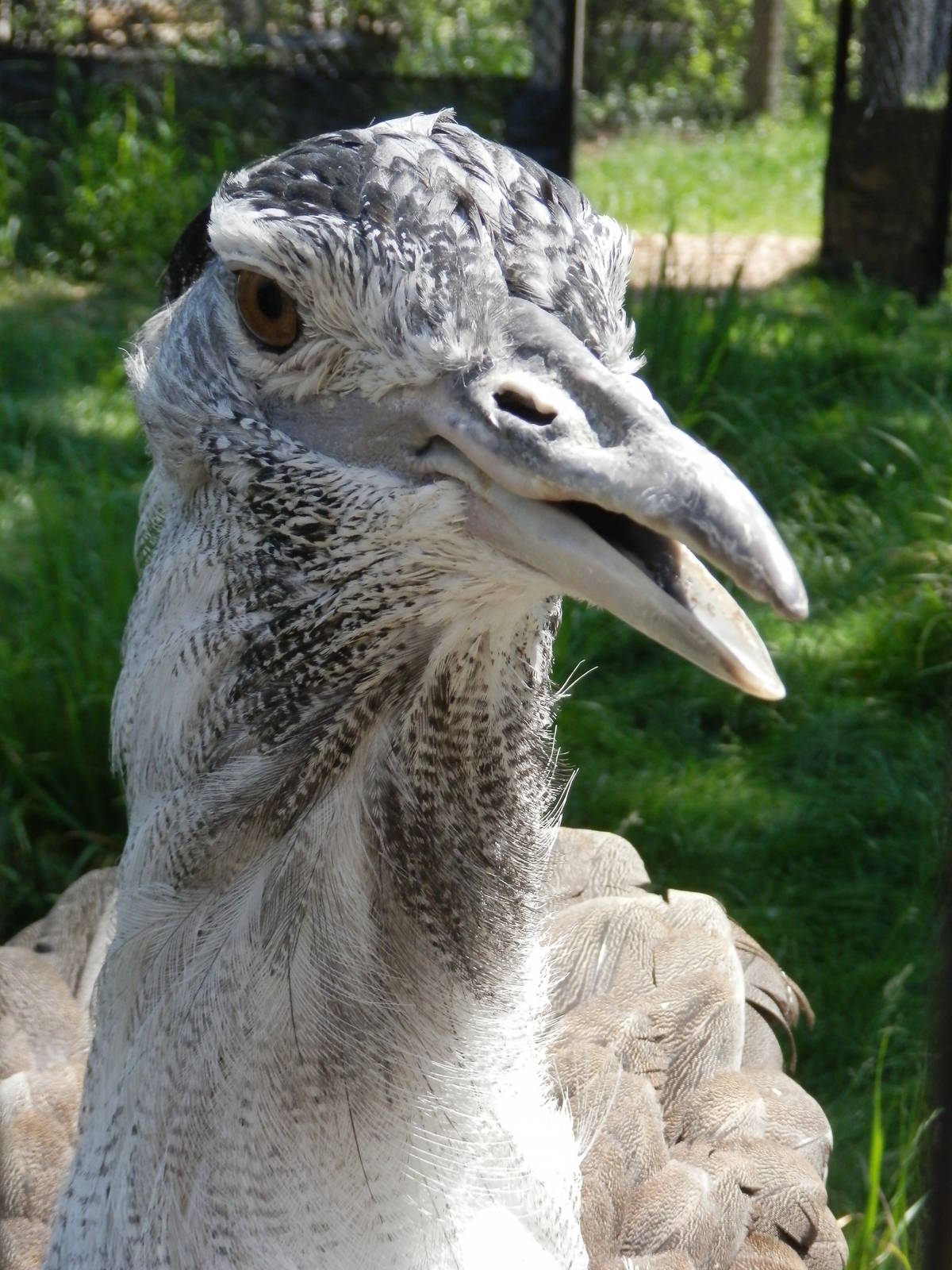 Kori Bustard