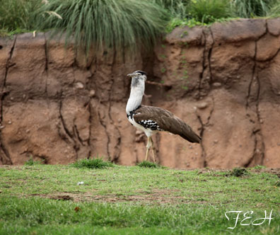 kori bustard