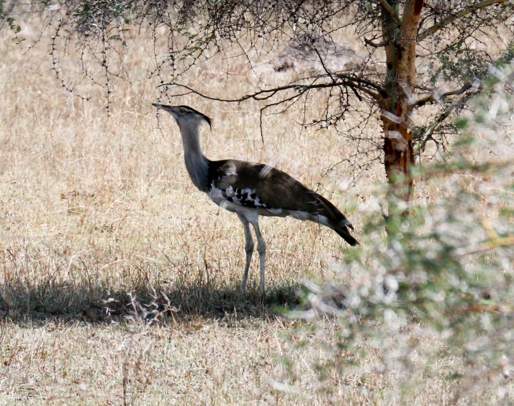 Kori Bustard