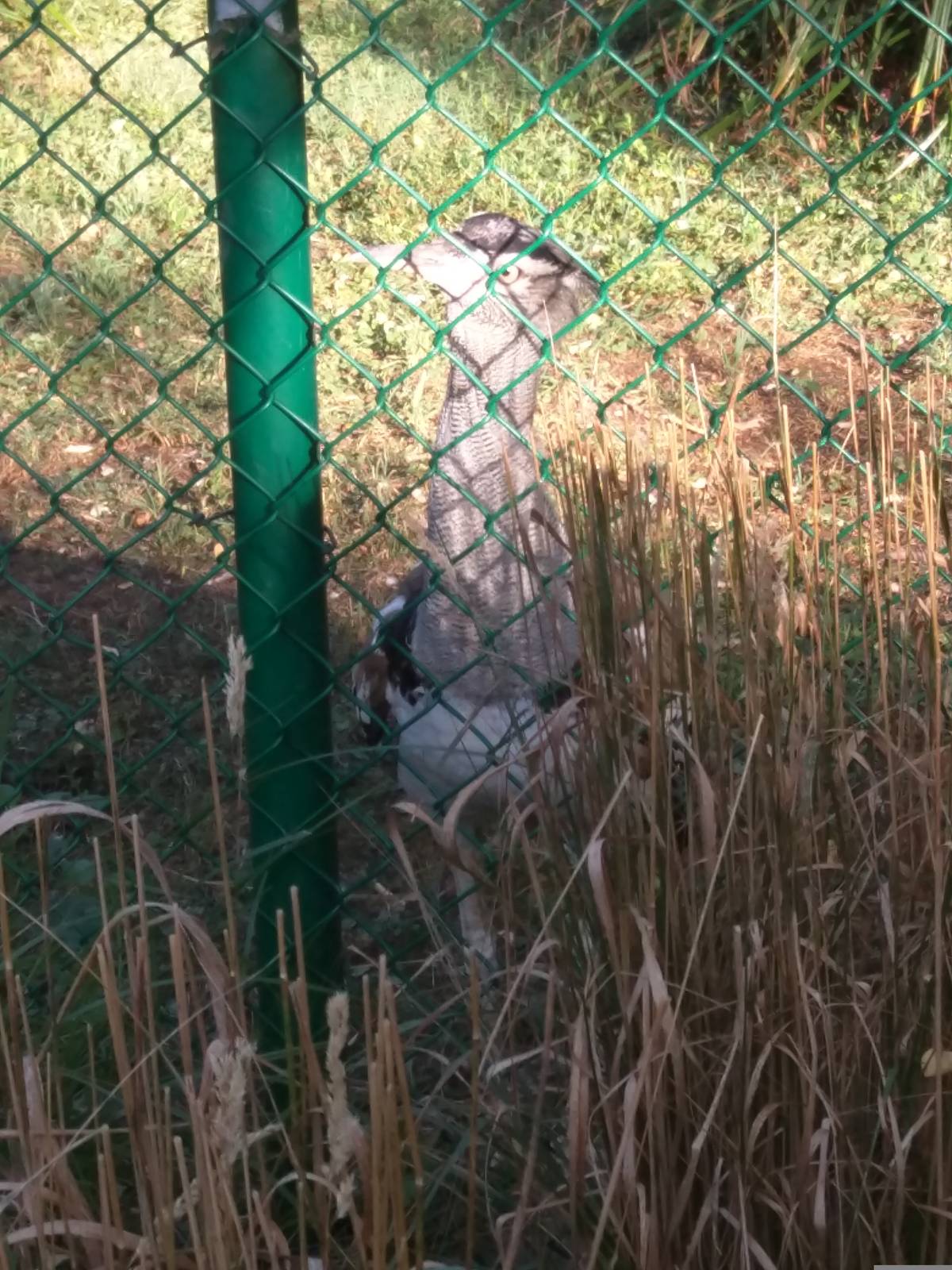 Kori Bustard