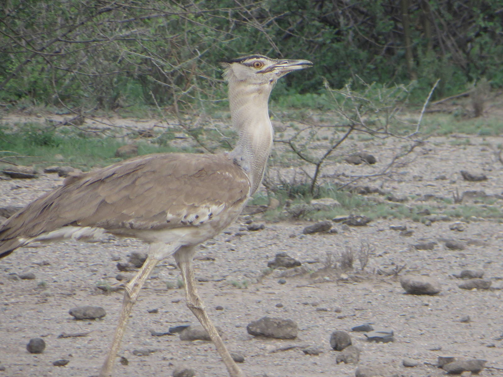 Kori bustard