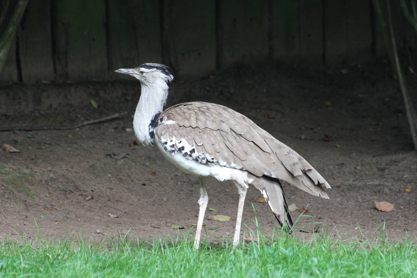 Kori bustard