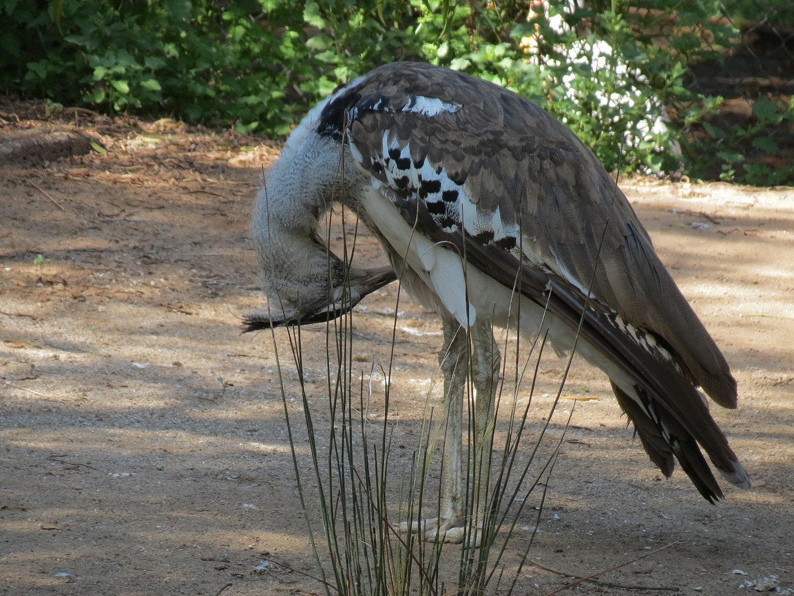 Kori Bustard