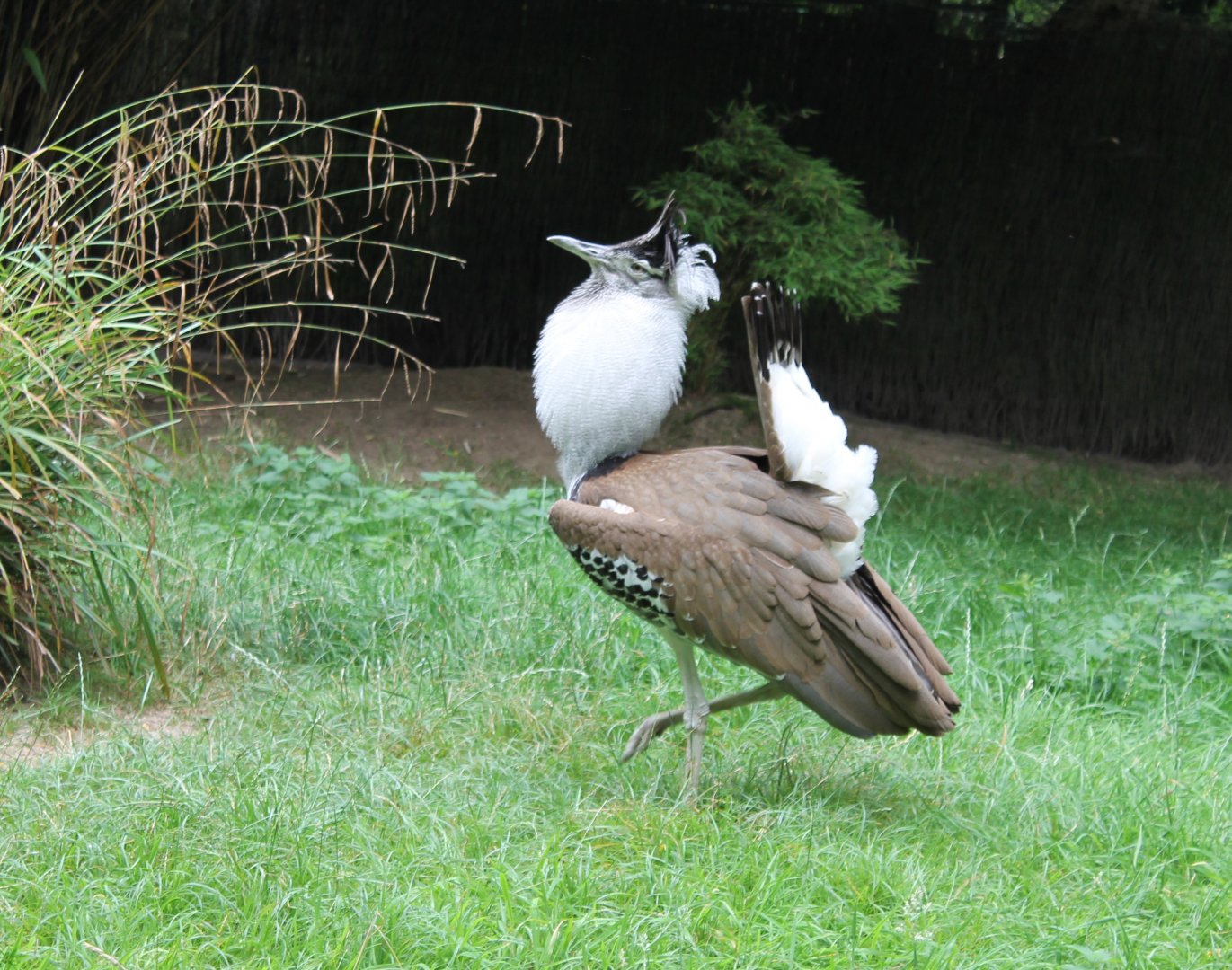 Kori bustard