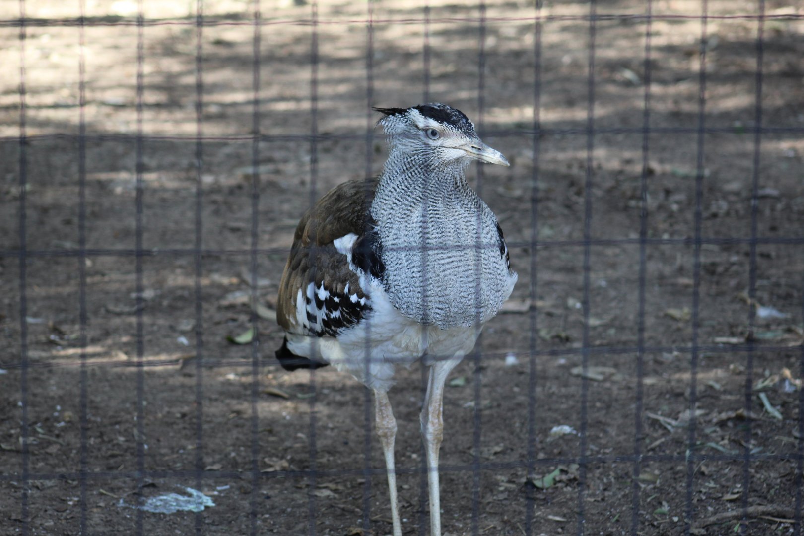 Kori Bustard