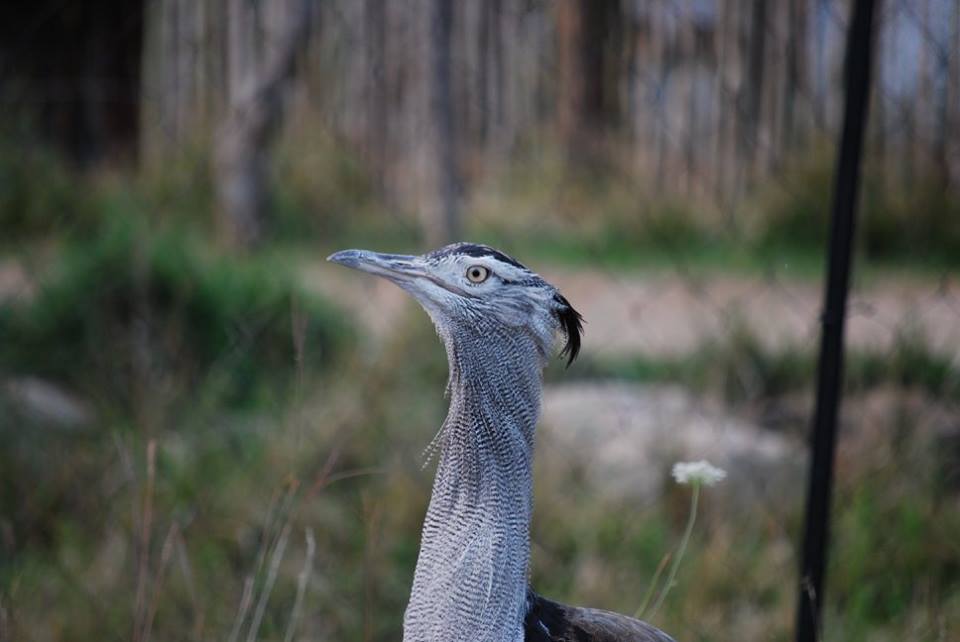 Kori Bustard
