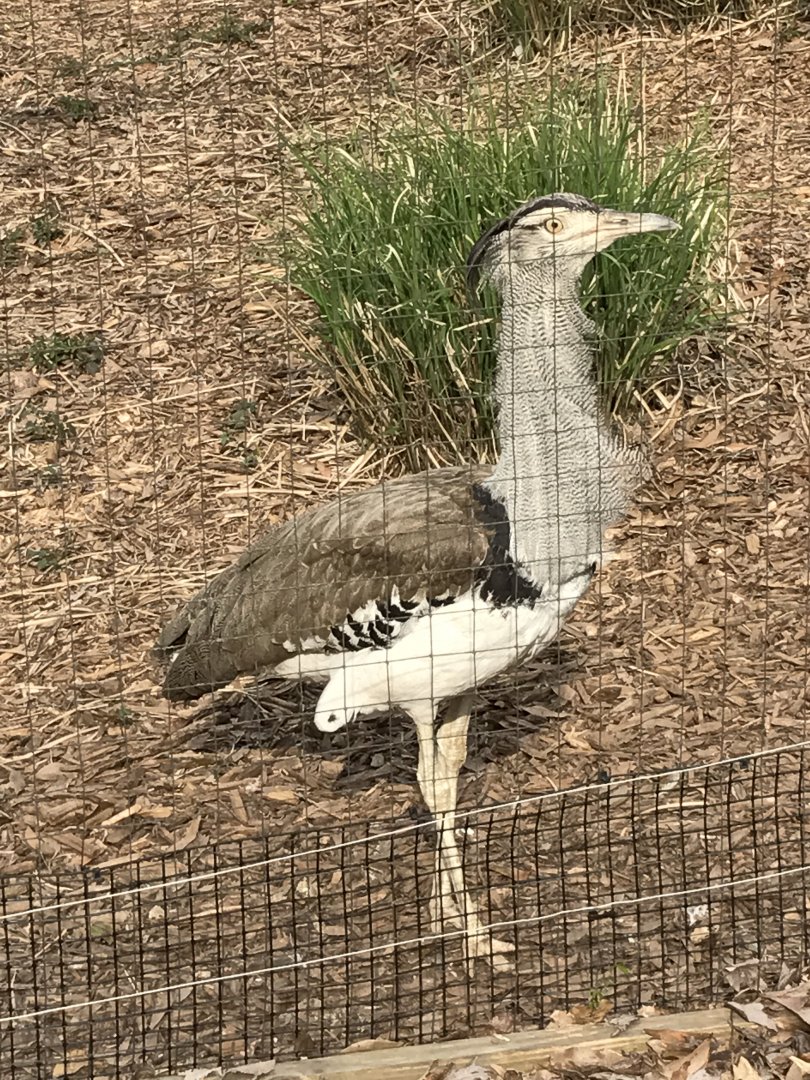 Kori bustard