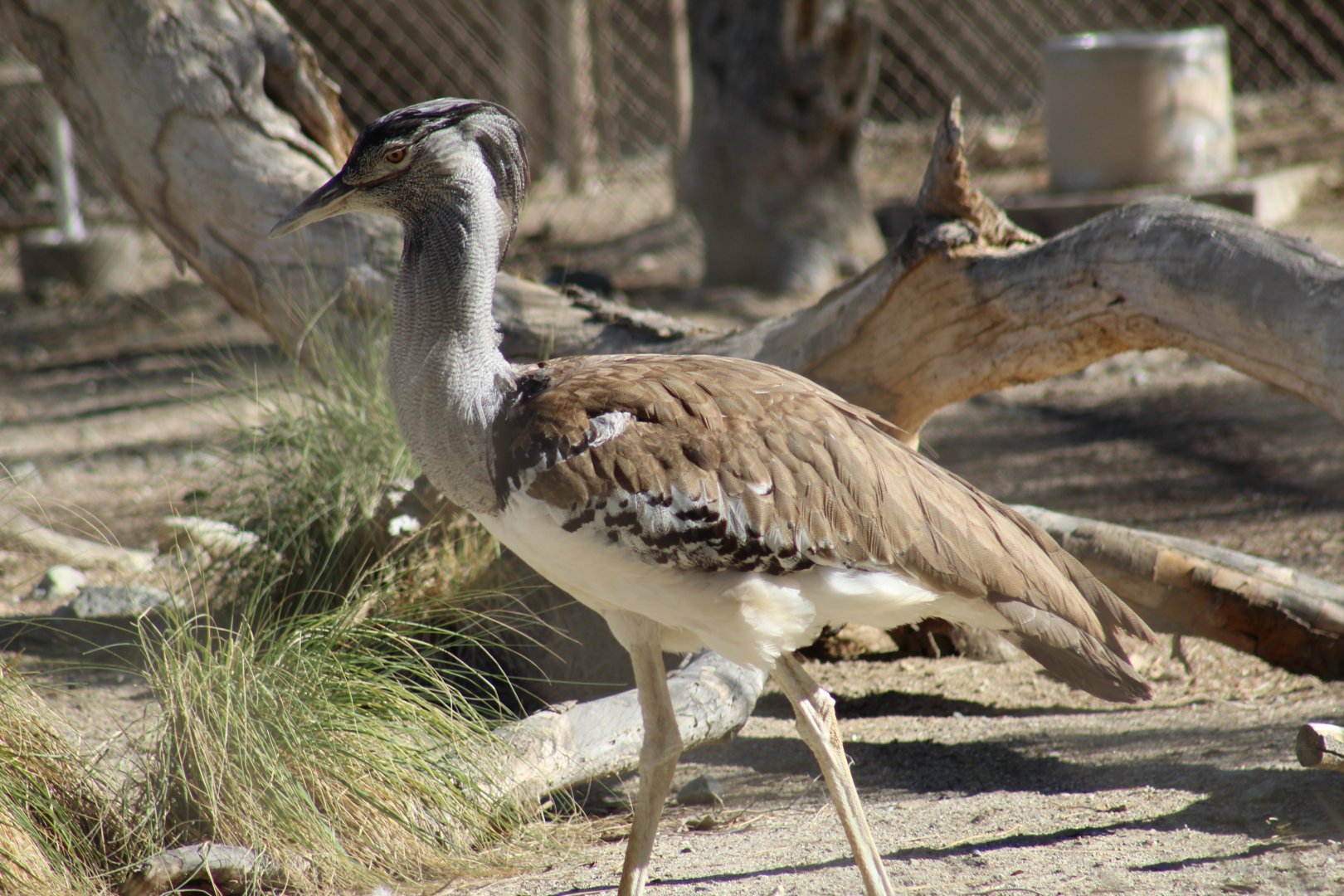 Kori Bustard