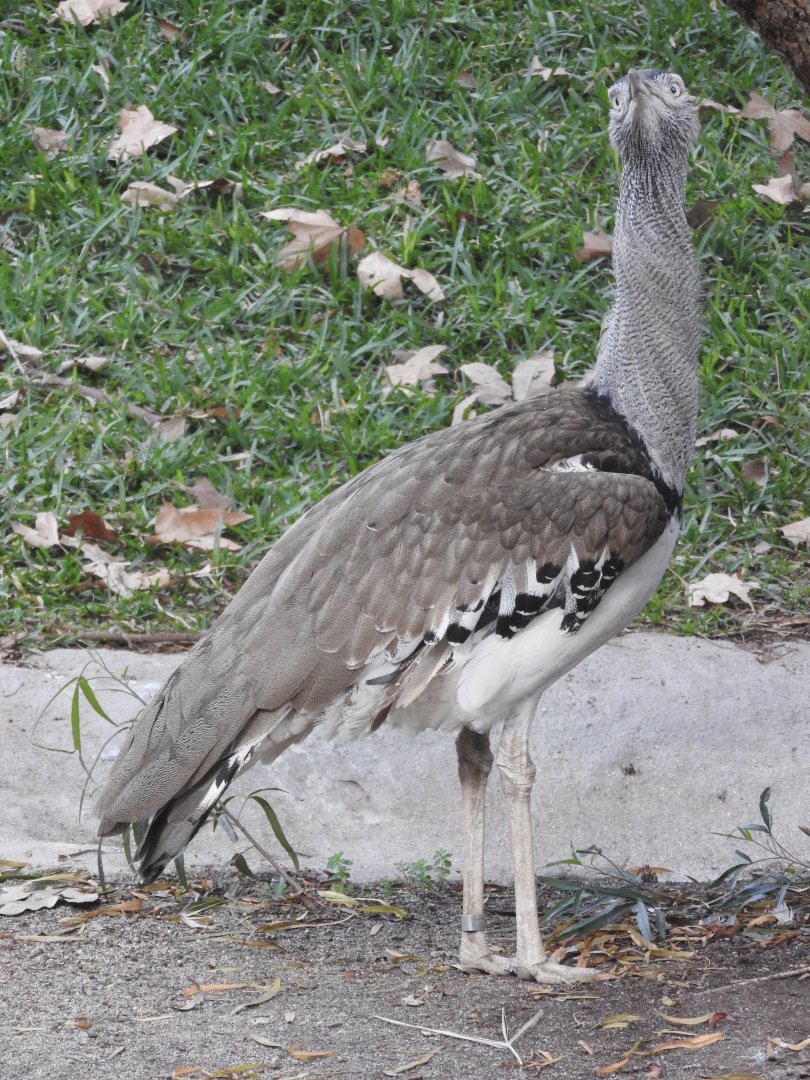 Kori Bustard