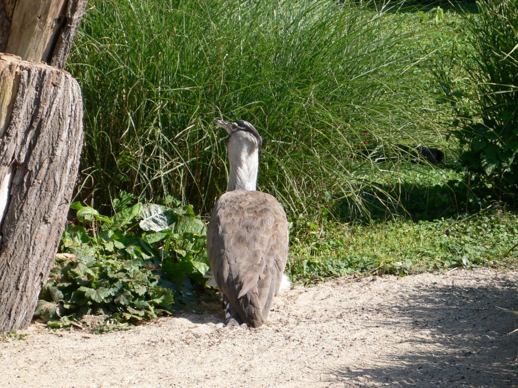 Kori Bustard