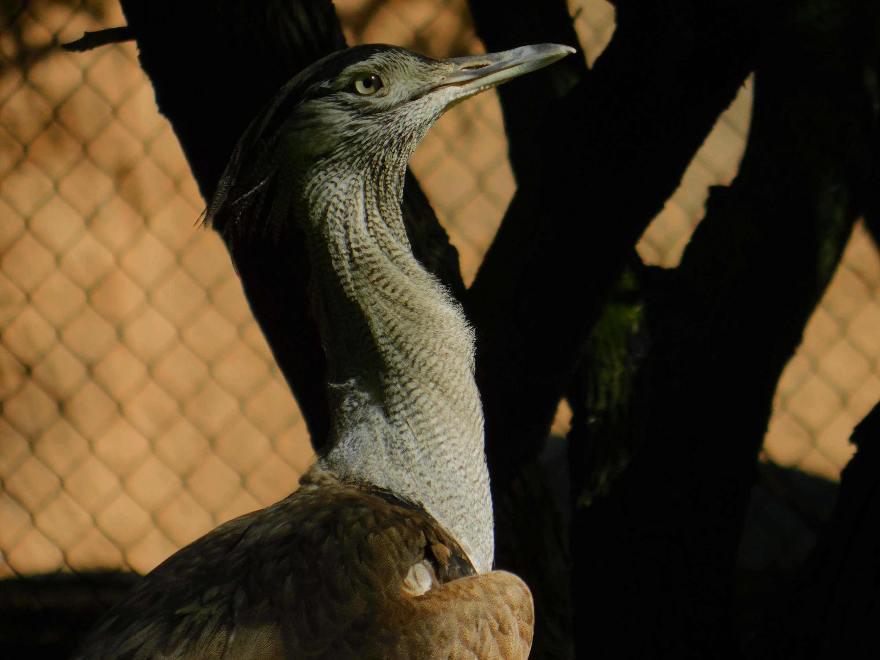 Kori Bustard
