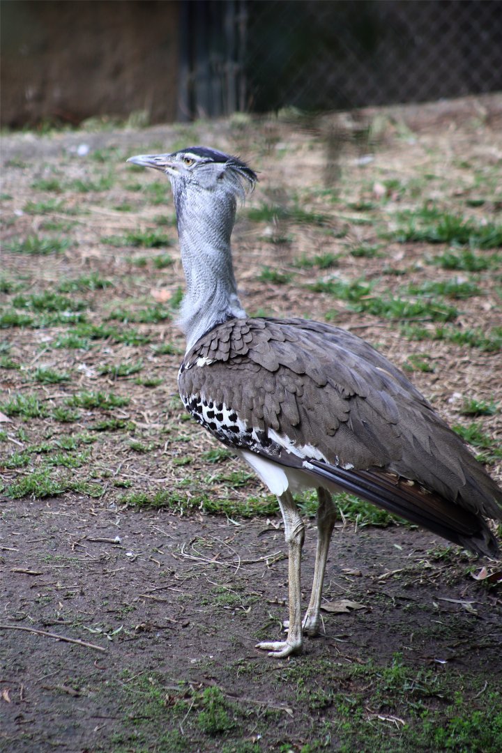 Kori bustard