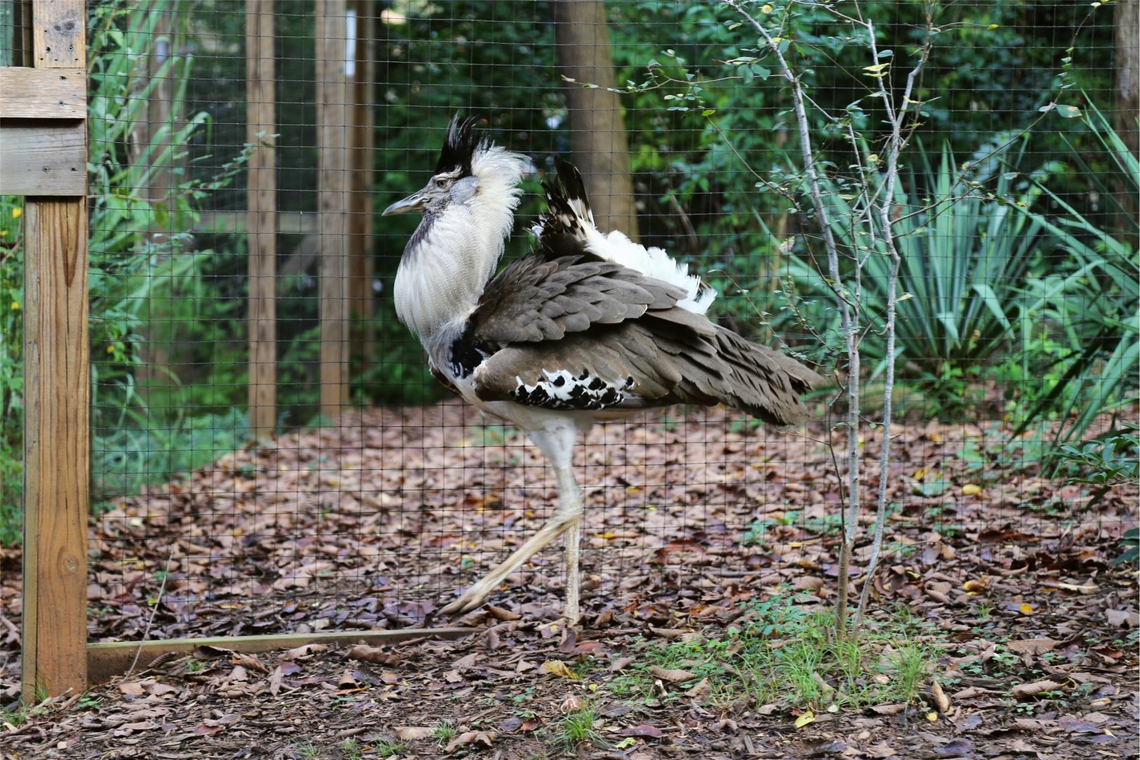 Kori Bustard