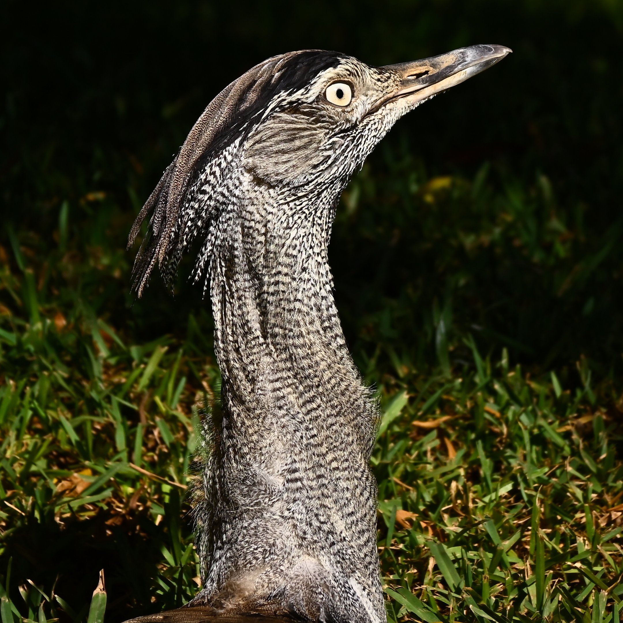 Kori Bustard