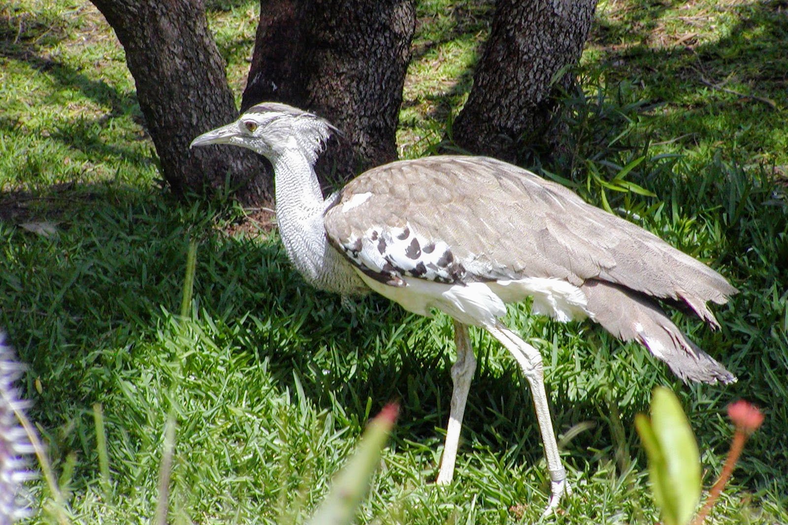 Kori Bustard