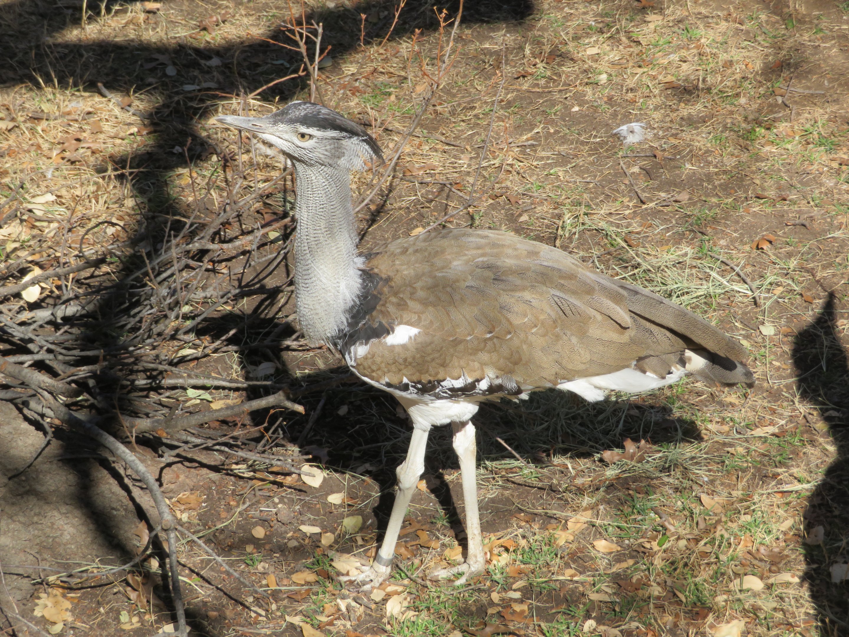 Kori Bustard