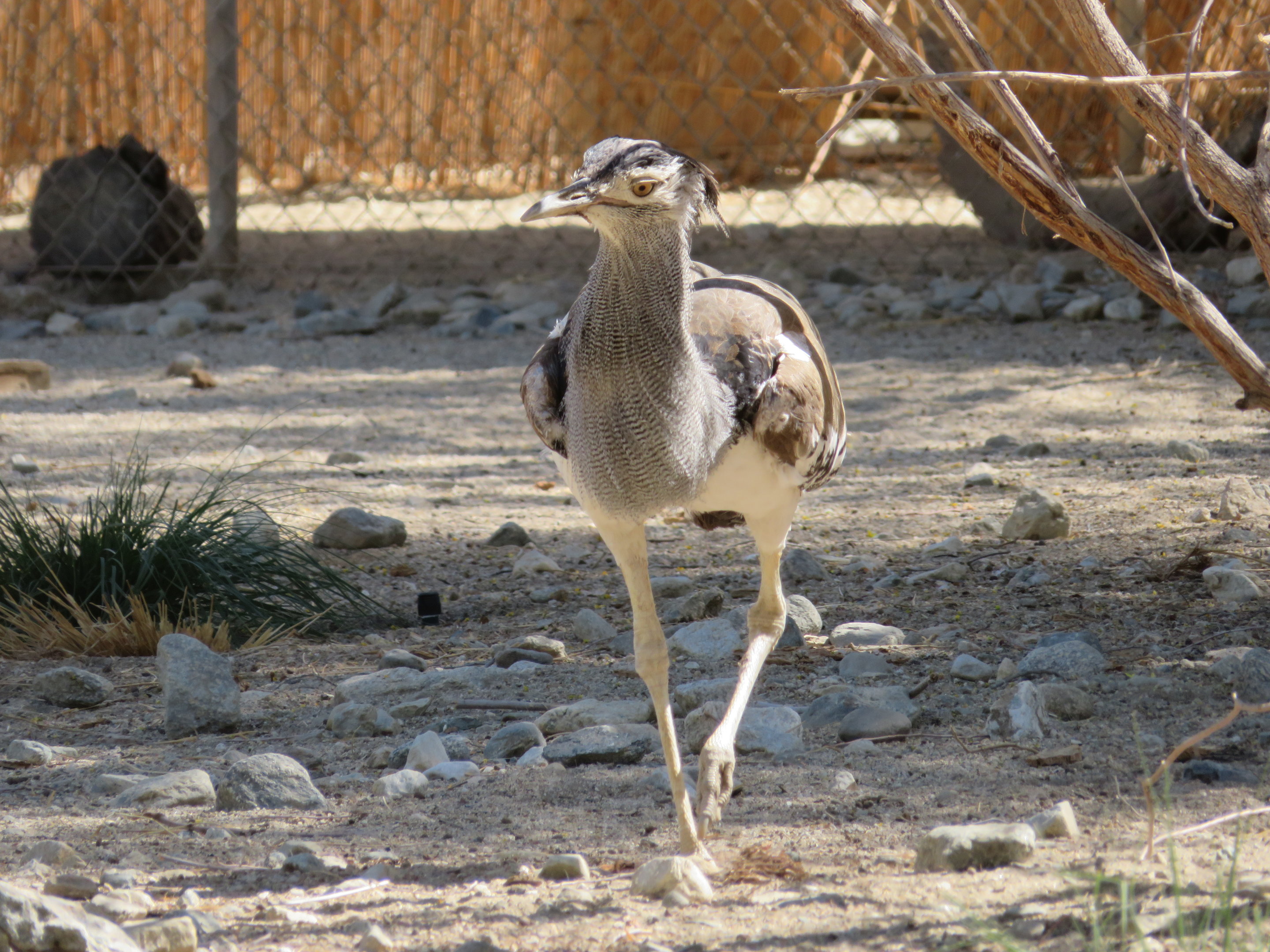 Kori Bustard