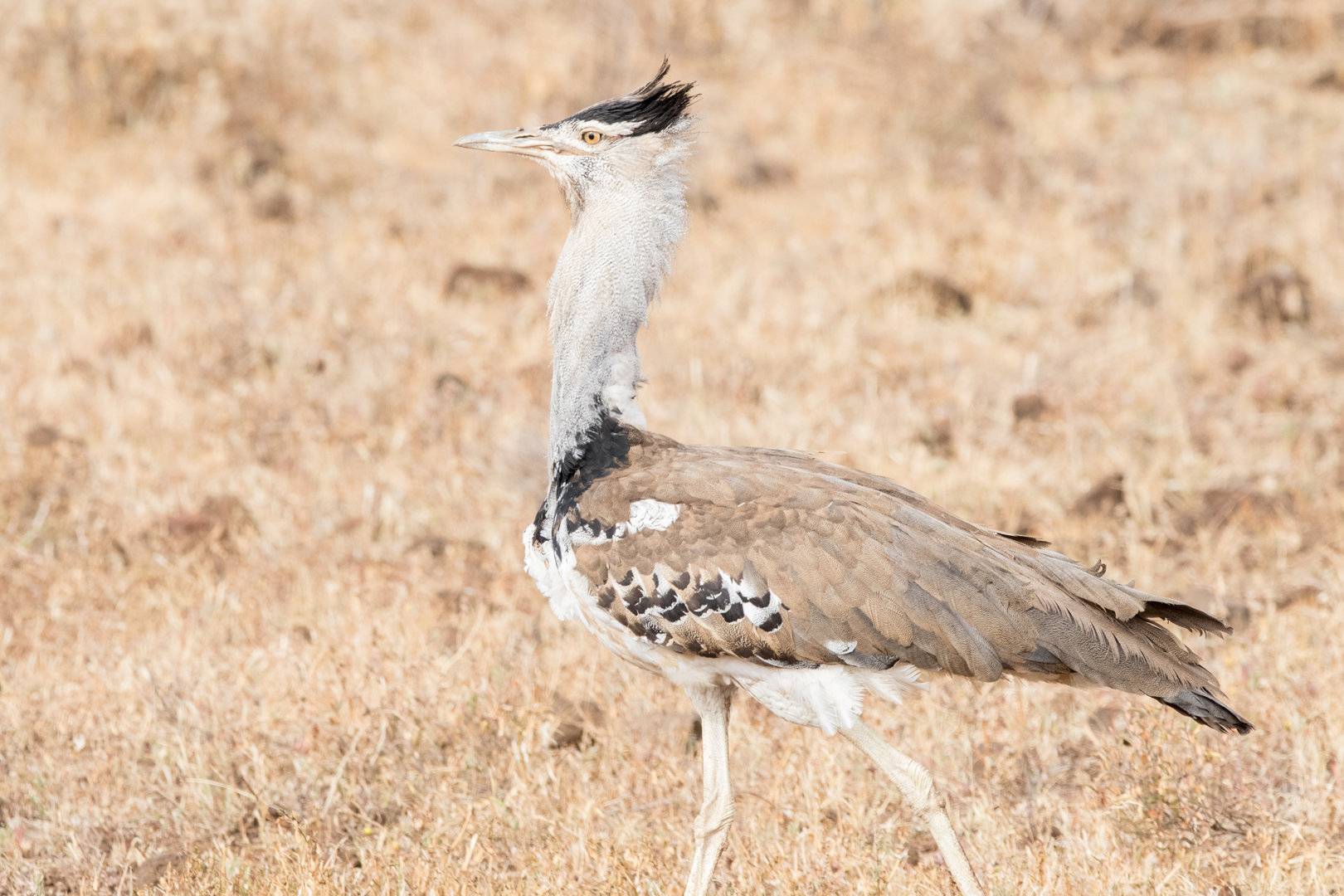 Kori Bustard