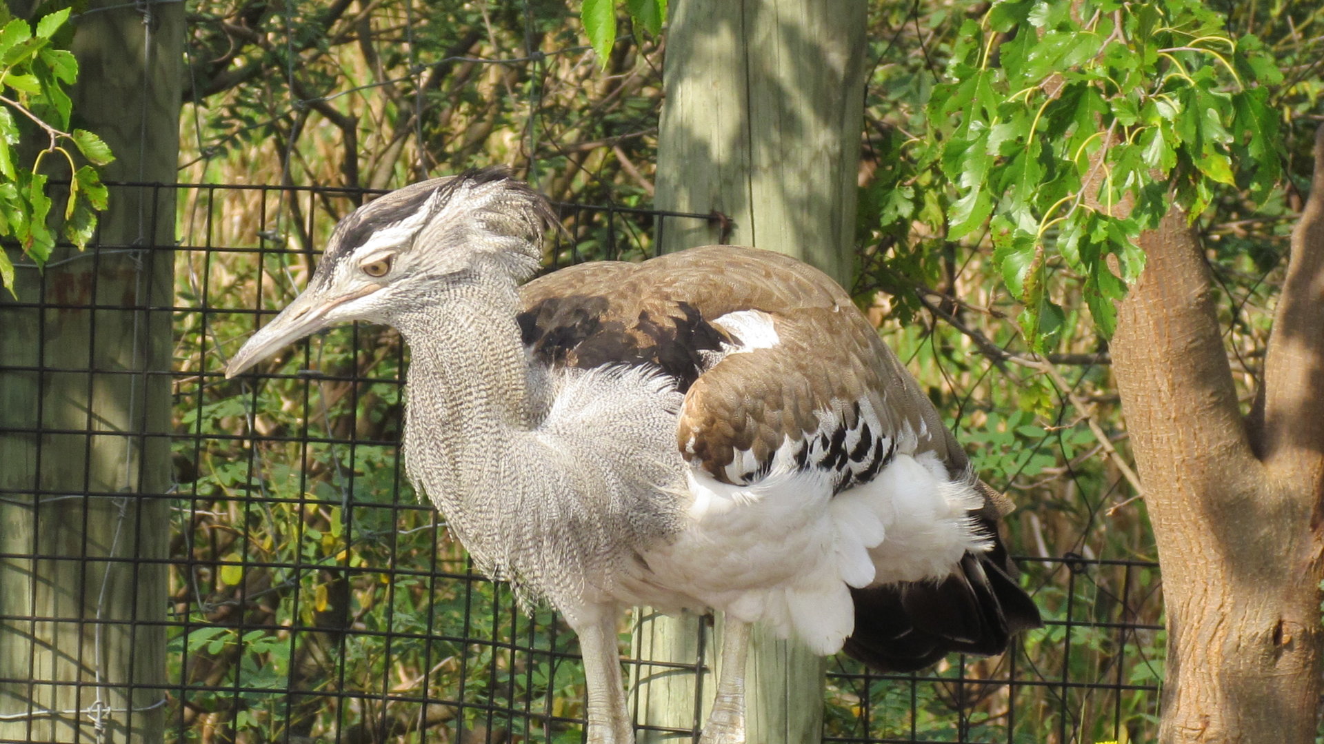 Kori Bustard
