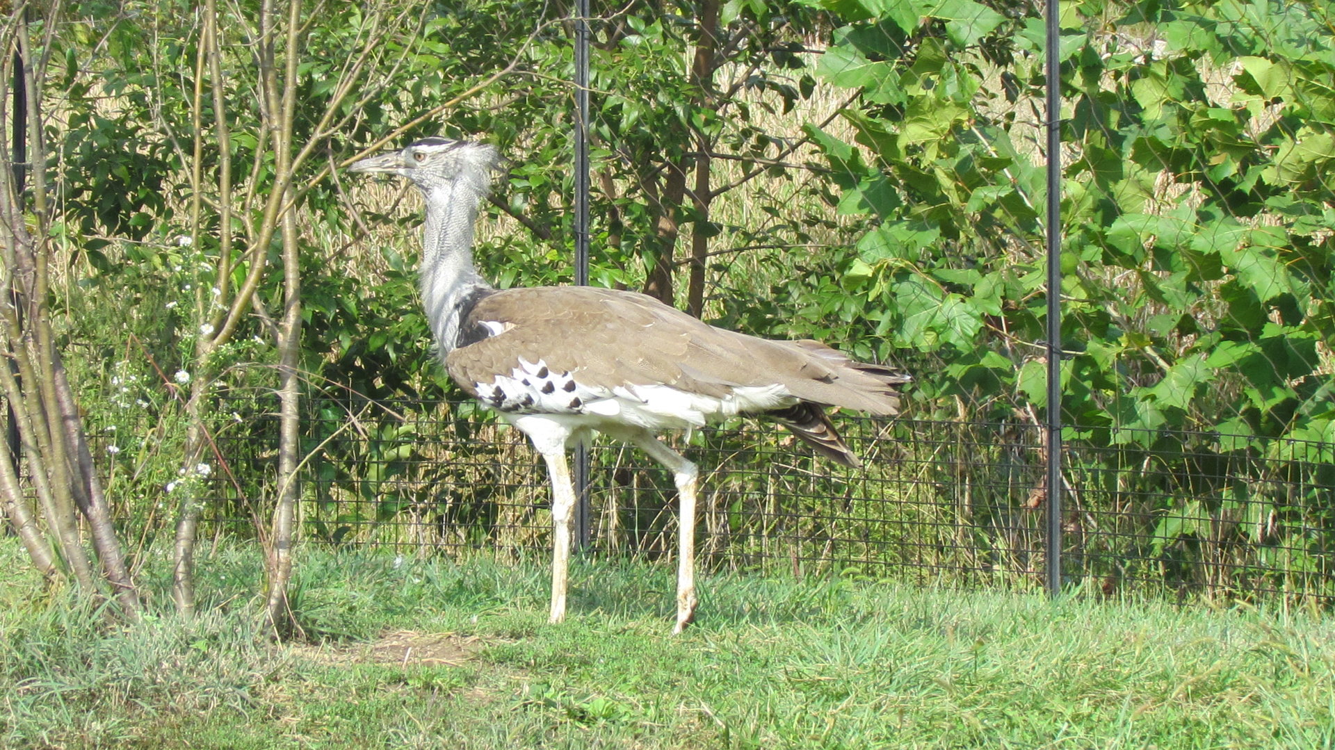 Kori Bustard