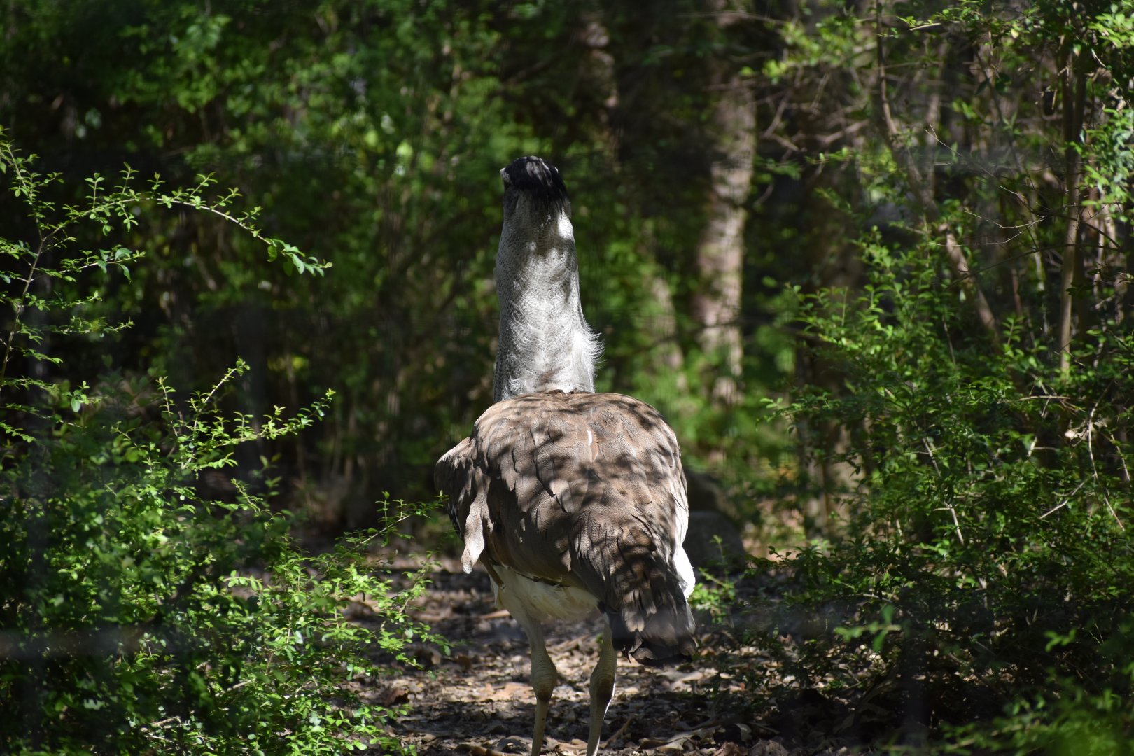 Kori Bustard
