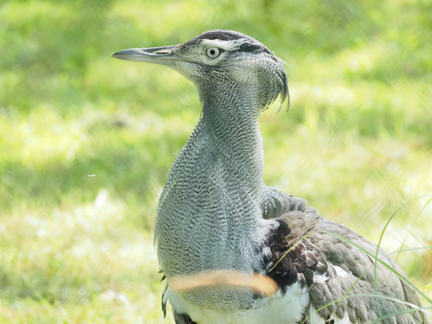 Kori Bustard