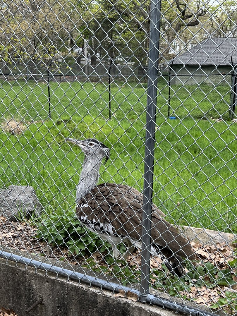 Kori Bustard