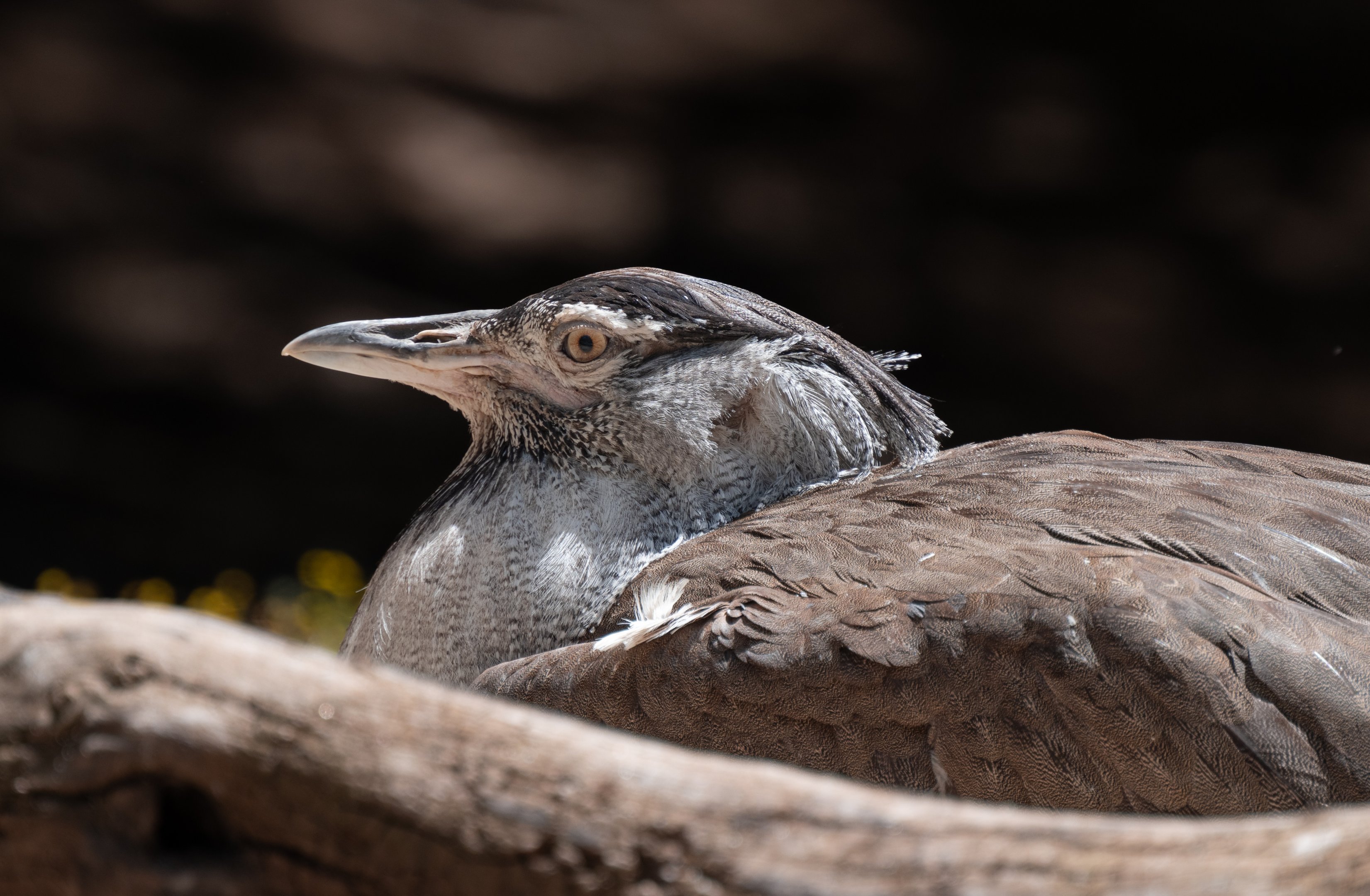 Kori Bustard
