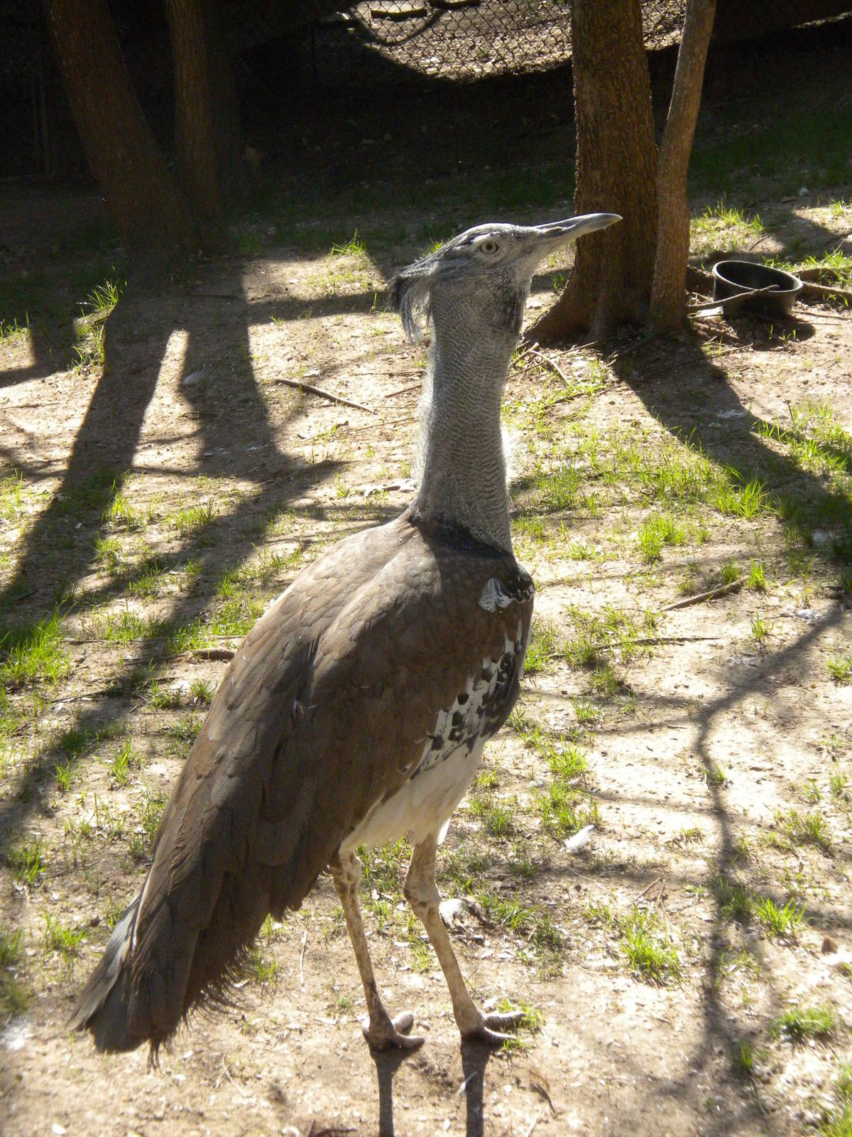 Kori Bustard