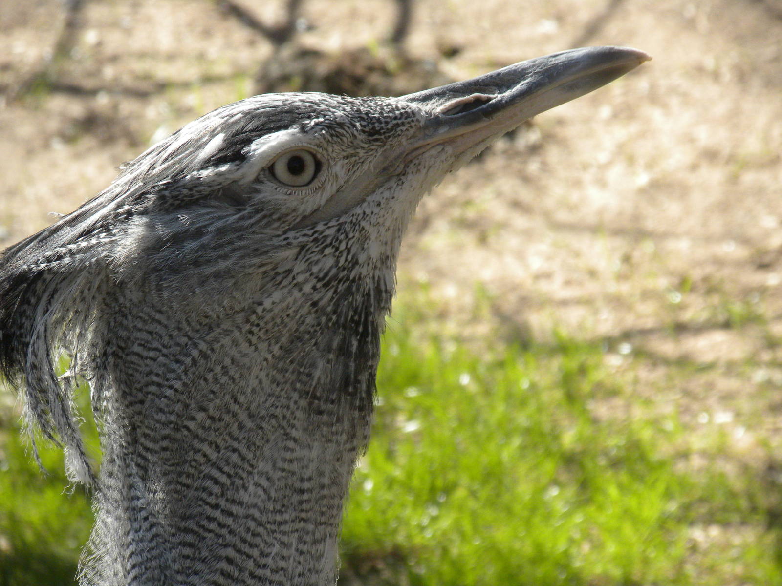 Kori Bustard