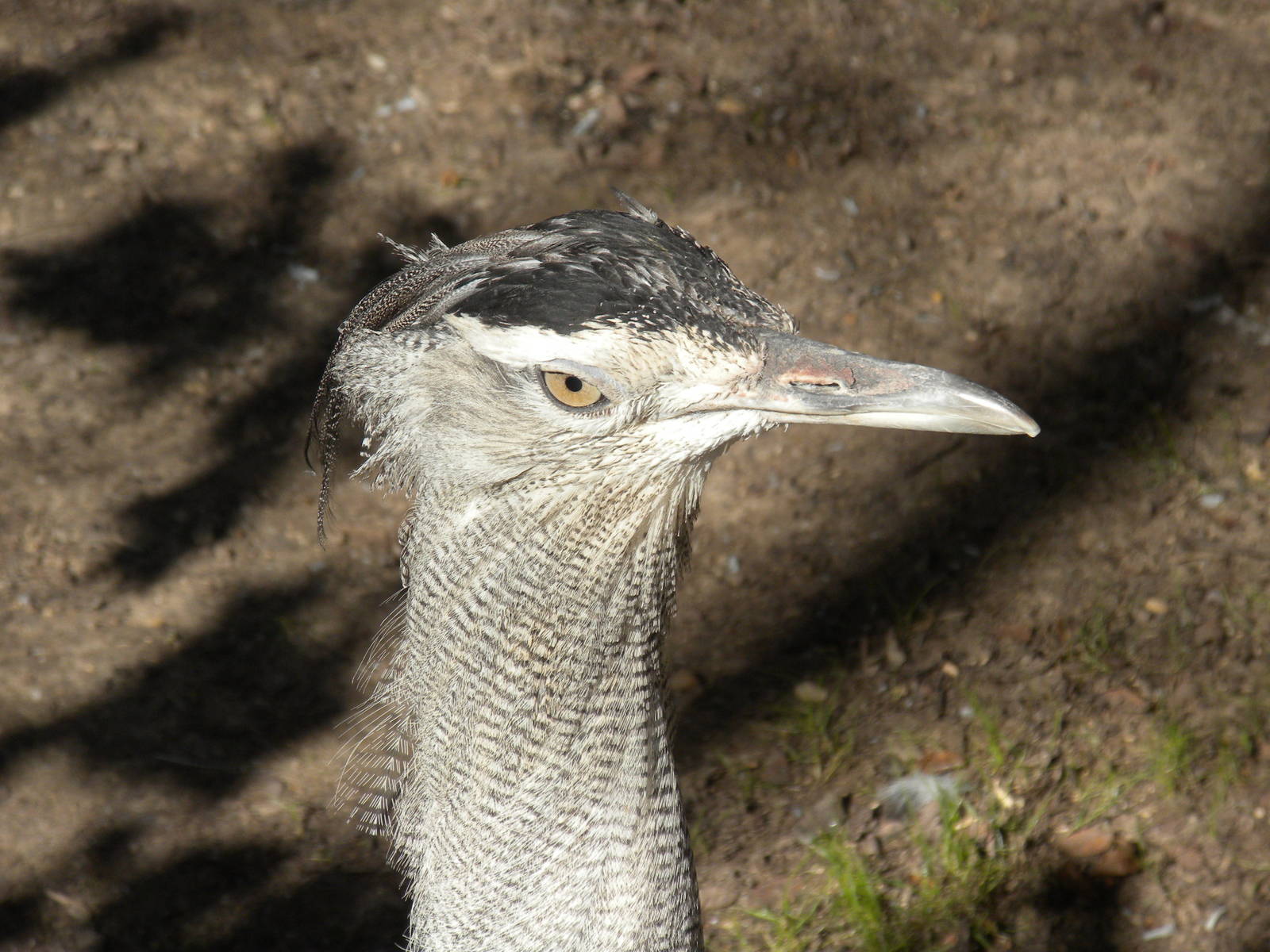 Kori Bustard