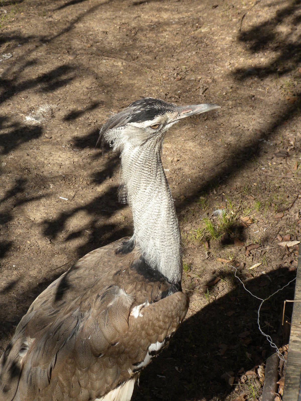 Kori Bustard