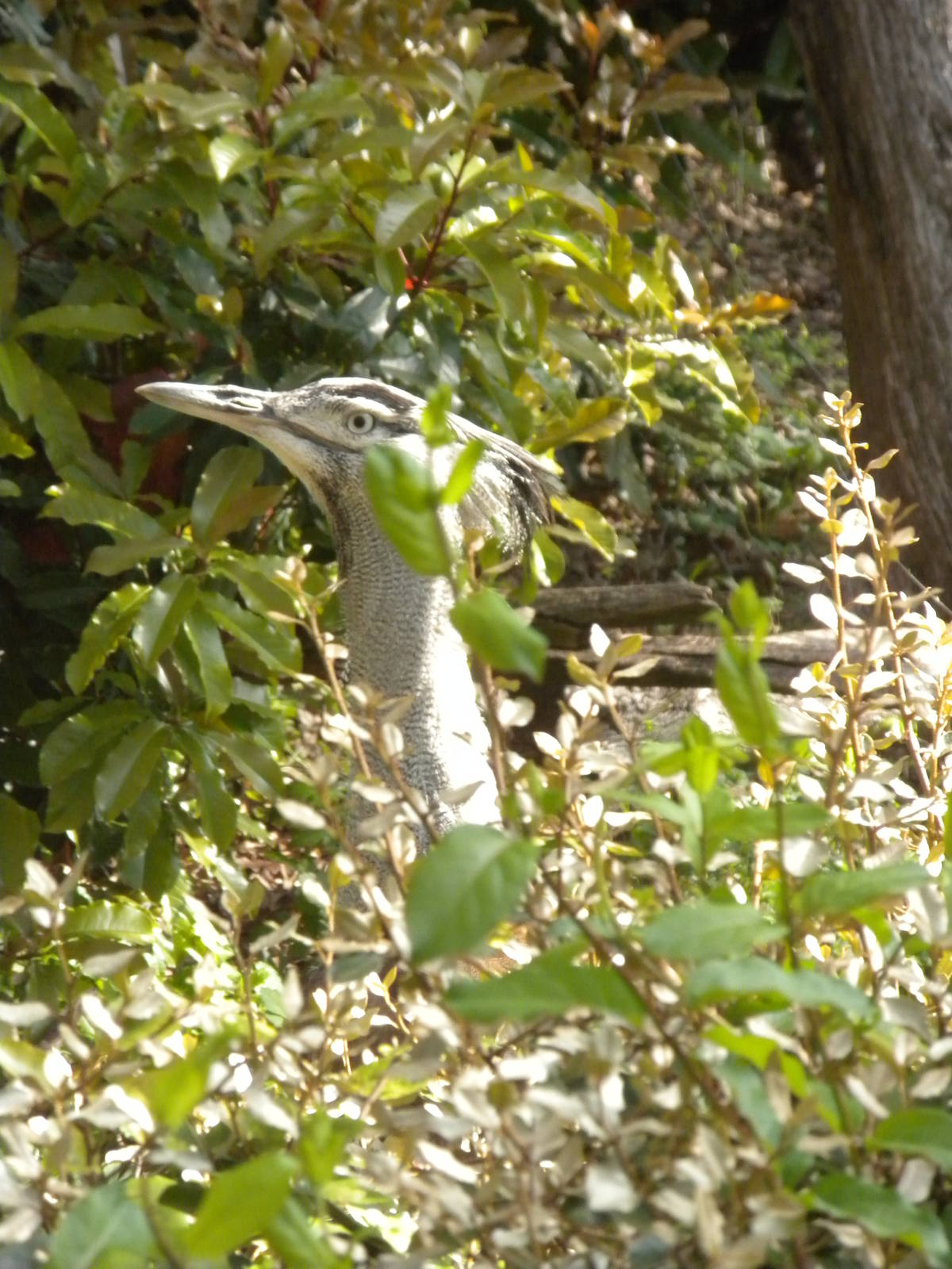 Kori Bustard