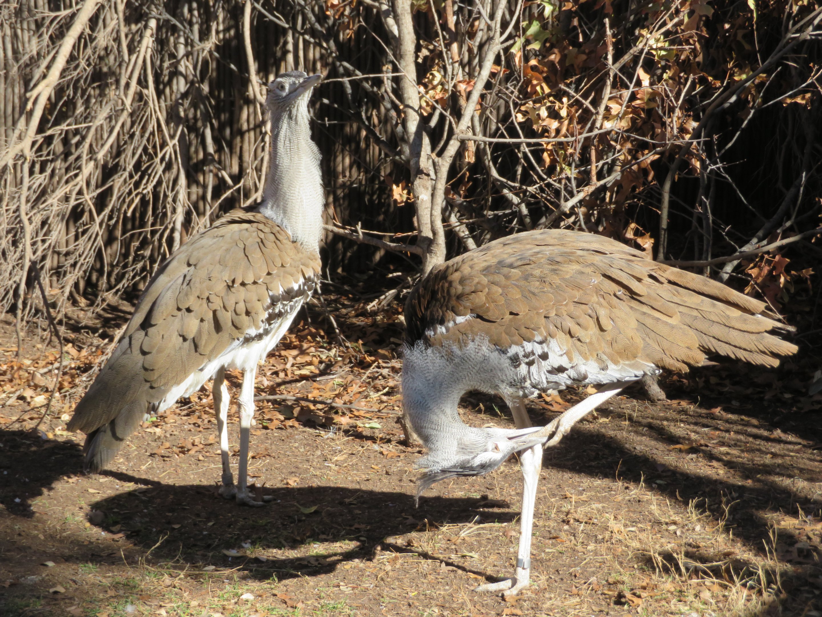 Kori Bustards