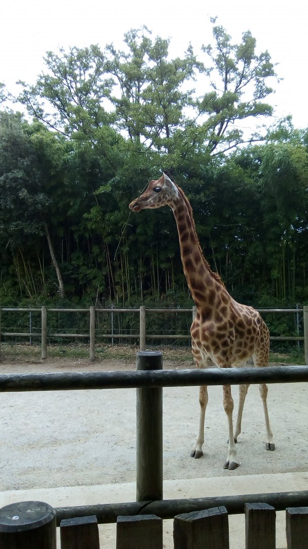Korodafan Giraffe
