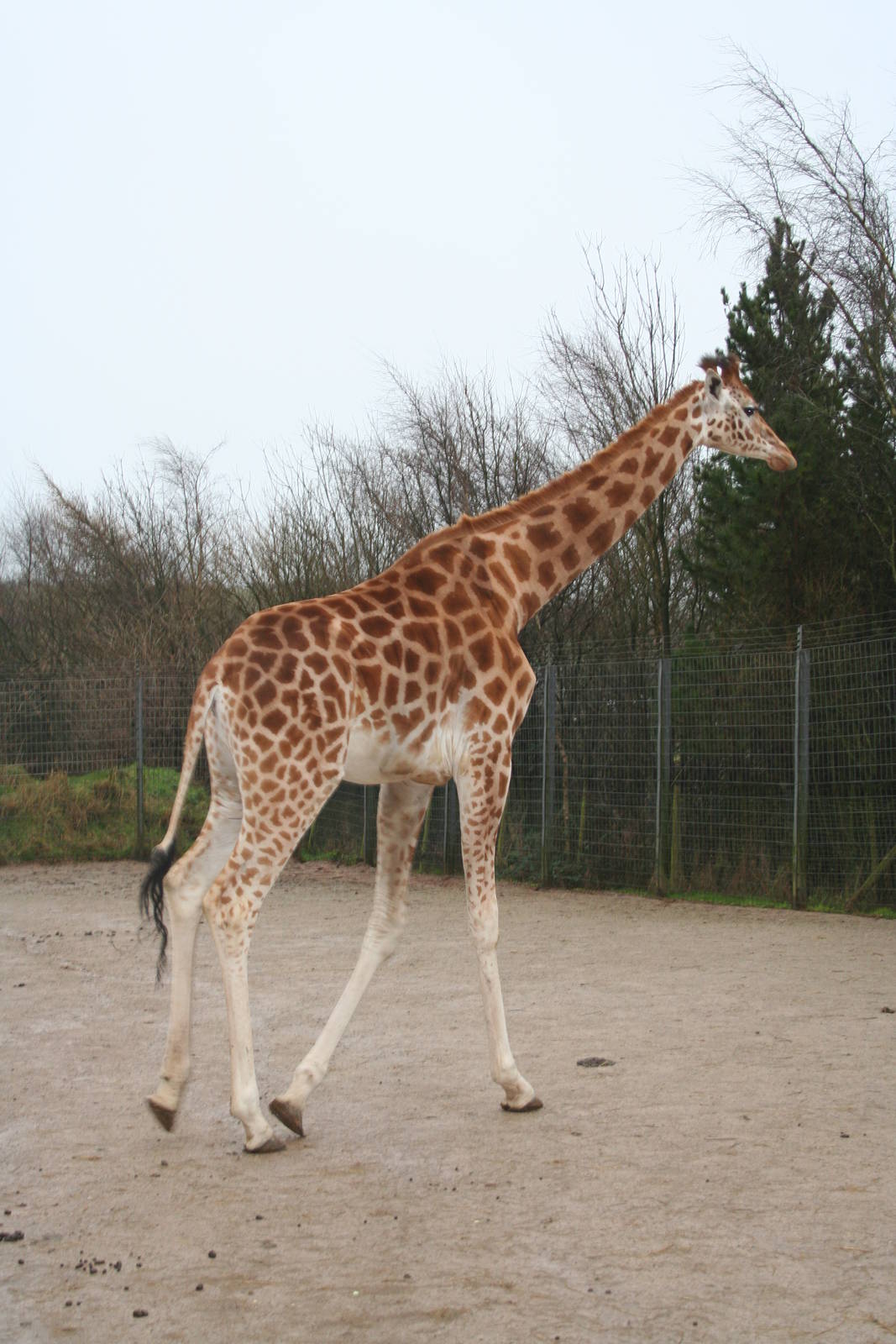 Korodfan giraffe