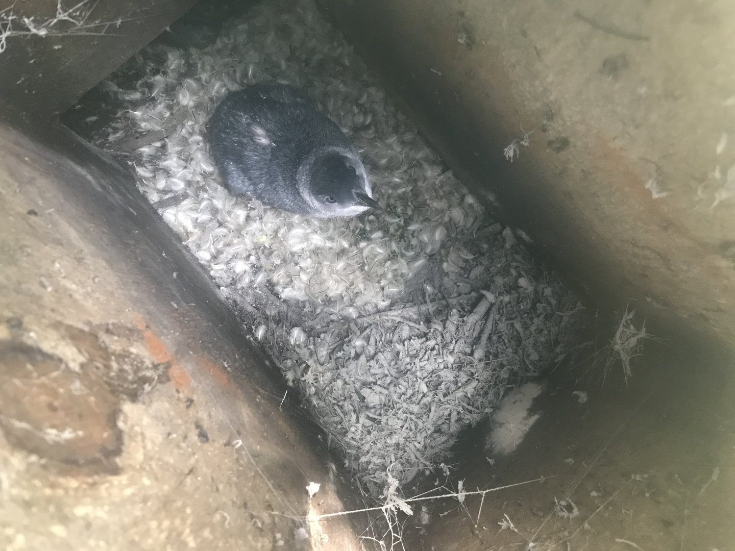 Korora [Little Blue Penguin]