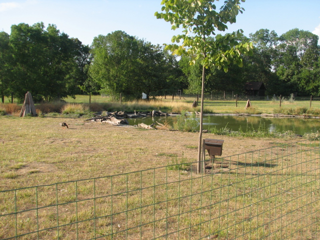 Körösvölgyi Állatpark, Szarvas, Anatid enclosure