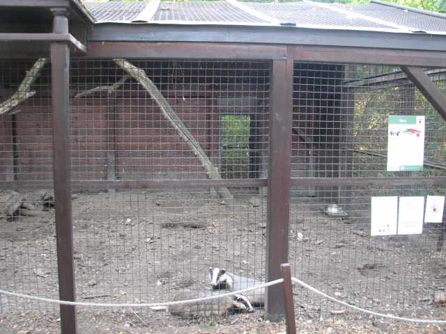 Körösvölgyi Állatpark, Szarvas, Badger enclosure
