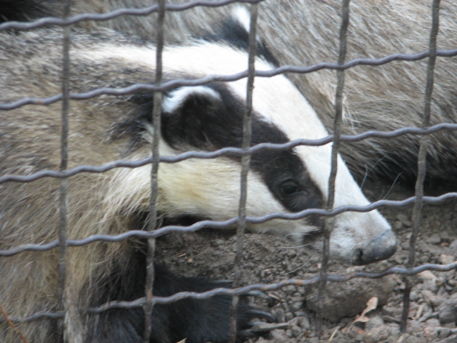 Körösvölgyi Állatpark, Szarvas, Common badger