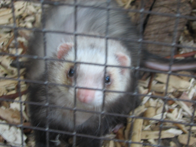 Körösvölgyi Állatpark, Szarvas, Domestic ferret